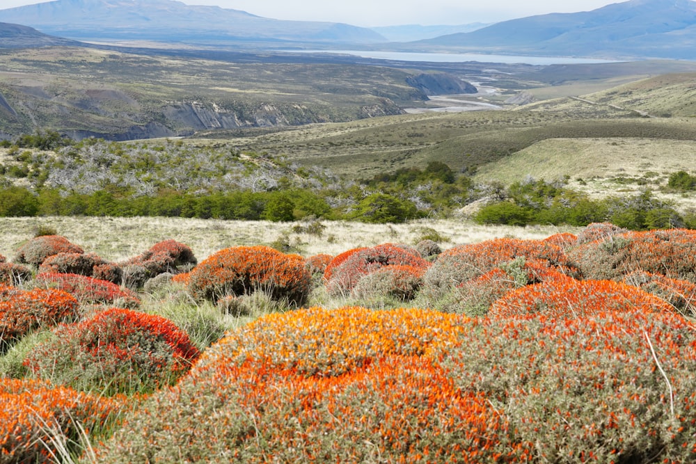 a view of a valley with mountains in the background