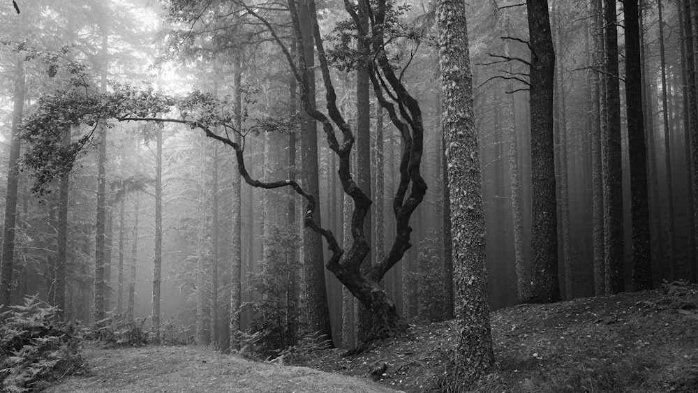 a black and white photo of a forest