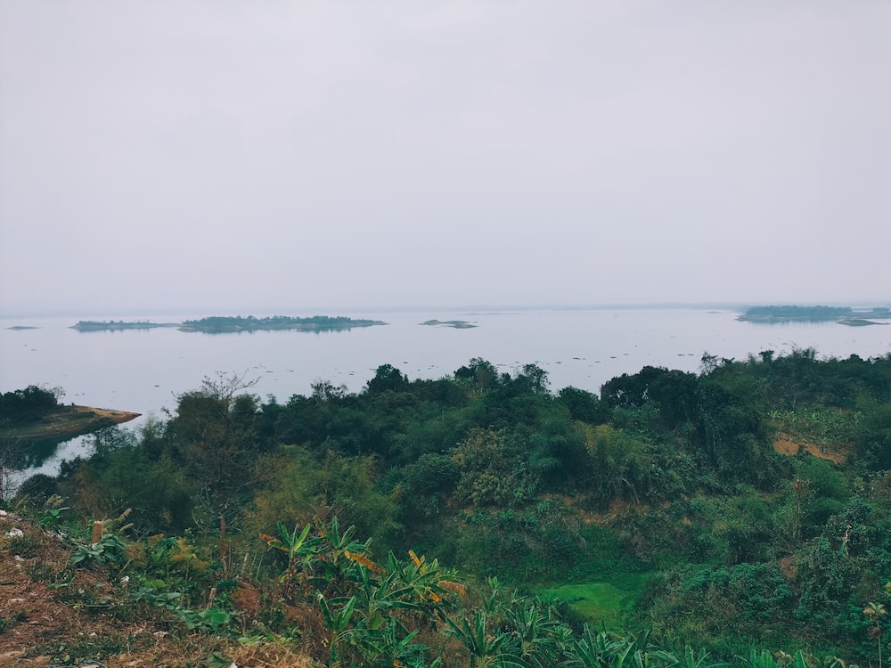 a large body of water surrounded by trees