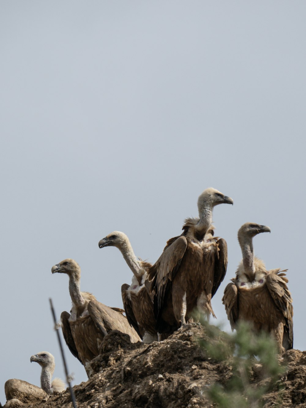 a group of birds sitting on top of a hill