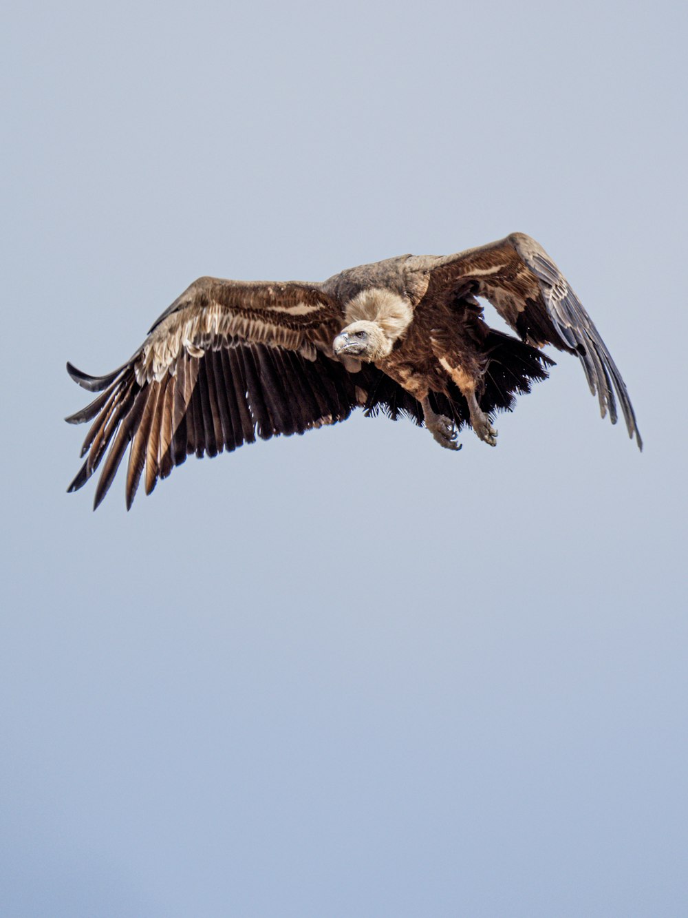 a large bird flying through a blue sky