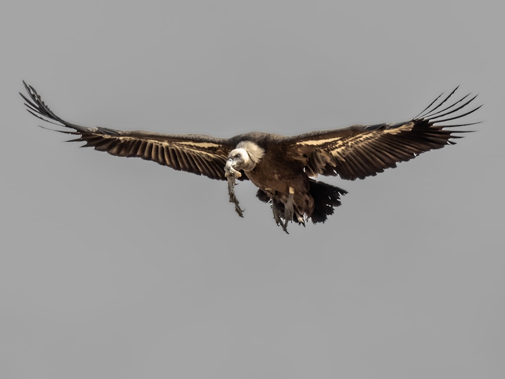 a large bird flying through a gray sky