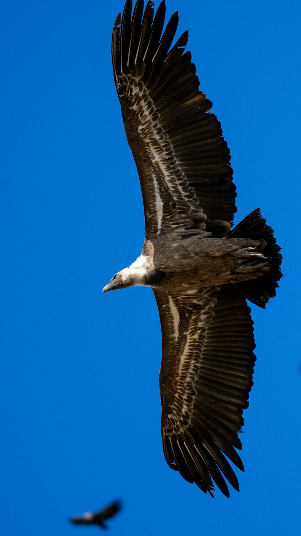 a large bird flying through a blue sky