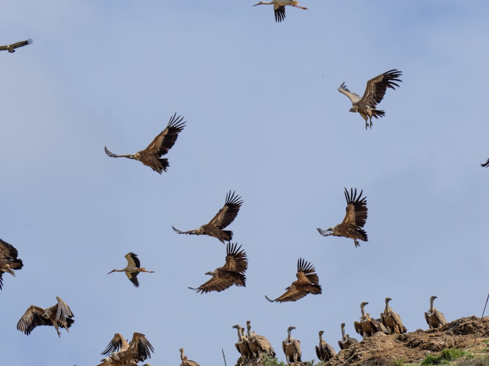 a flock of birds flying through a blue sky