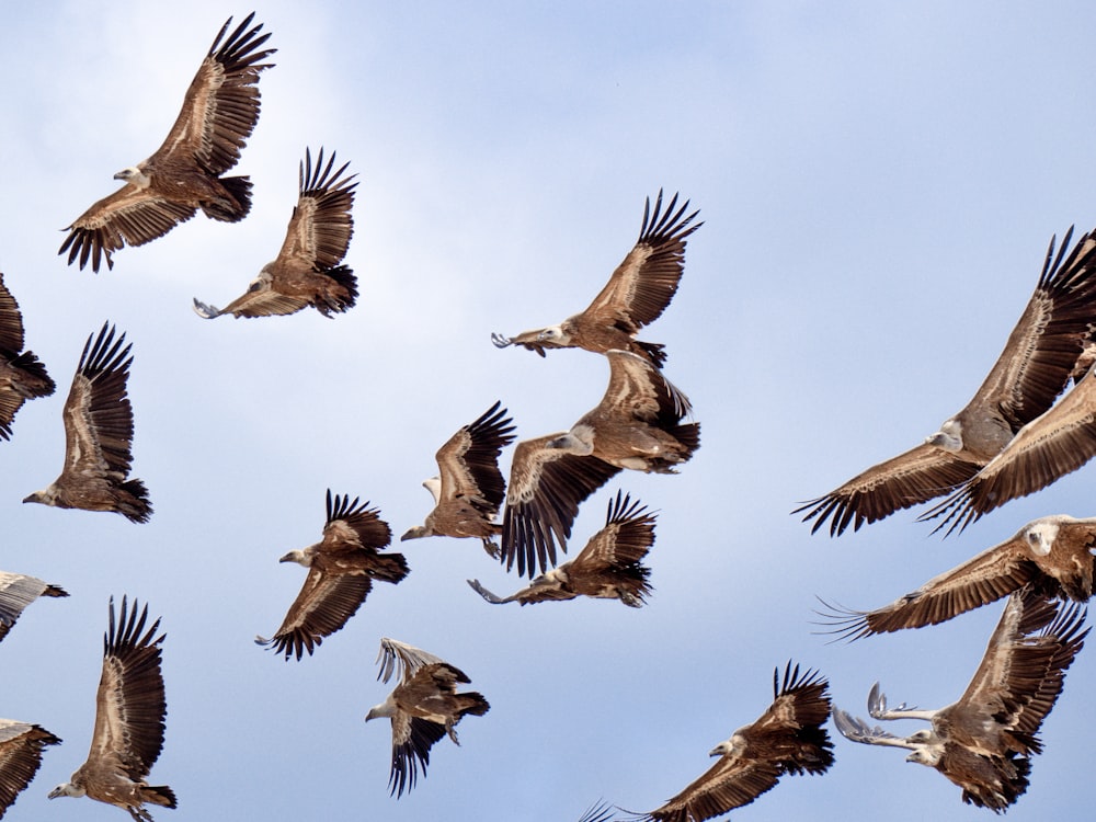 A flock of birds flying through a blue sky photo – Free Nature Image on ...