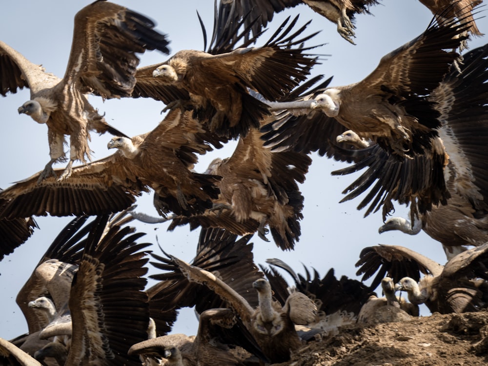 a flock of vultures sitting on top of a pile of dirt