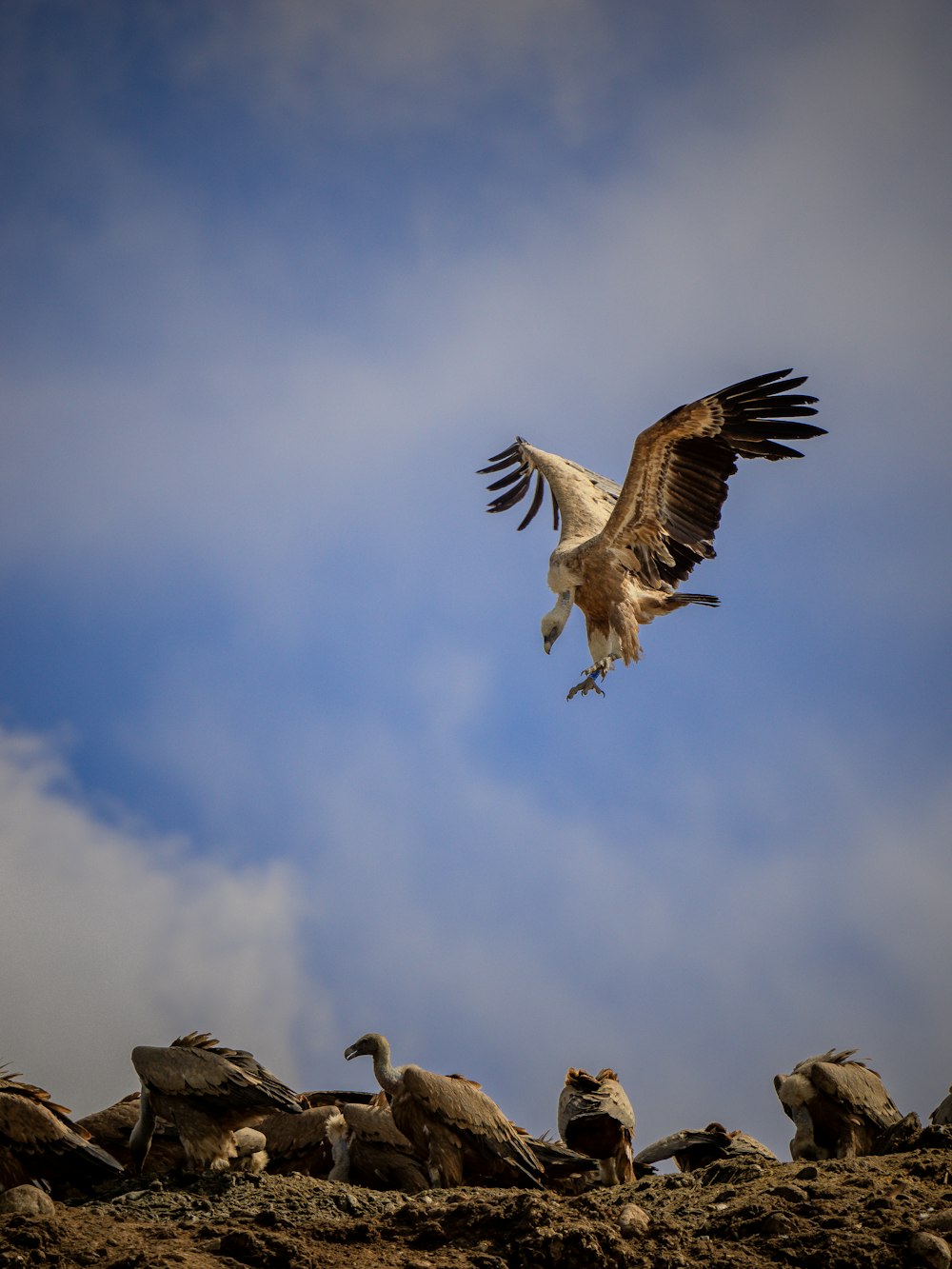 a large bird flying over a group of birds