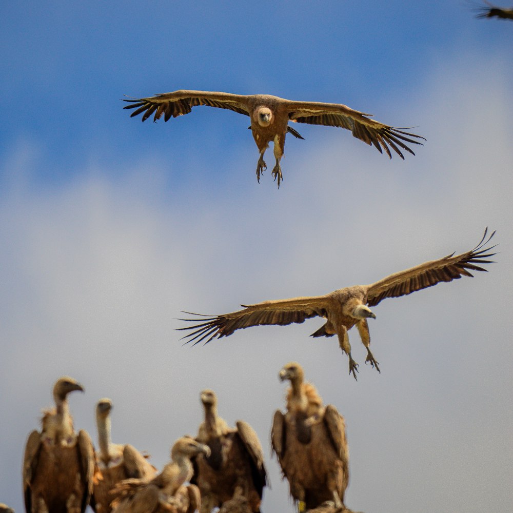 a flock of birds flying through a cloudy blue sky