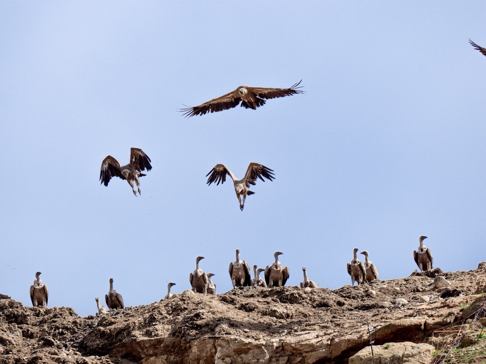 a flock of birds standing on top of a rocky hill