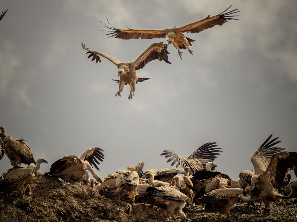 a flock of birds standing on top of a pile of dirt
