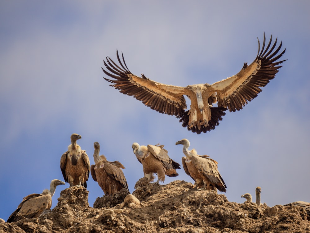 a flock of birds sitting on top of a rocky hill