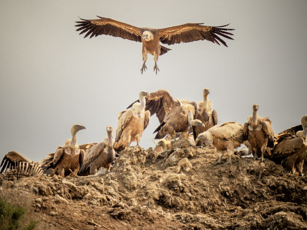 a large group of birds sitting on top of a hill