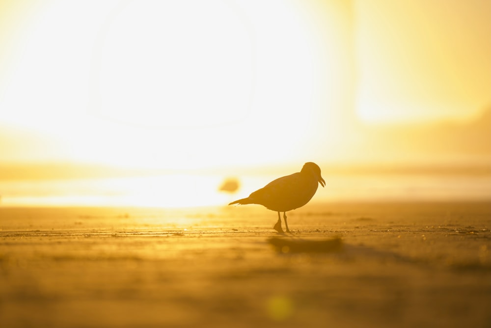 a small bird standing on a beach at sunset