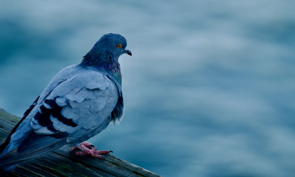 a pigeon sitting on top of a wooden plank