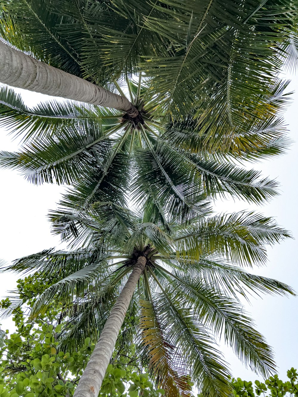 a tall palm tree with lots of leaves