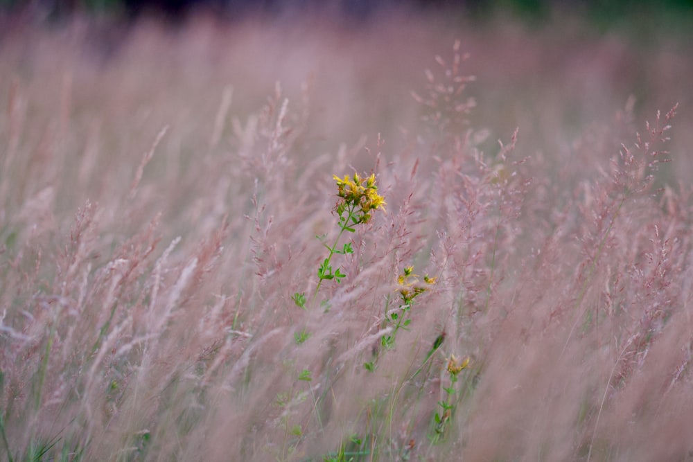 a field of tall grass with yellow flowers