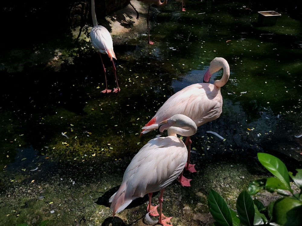 zwei Flamingos stehen nebeneinander in der Nähe eines Gewässers