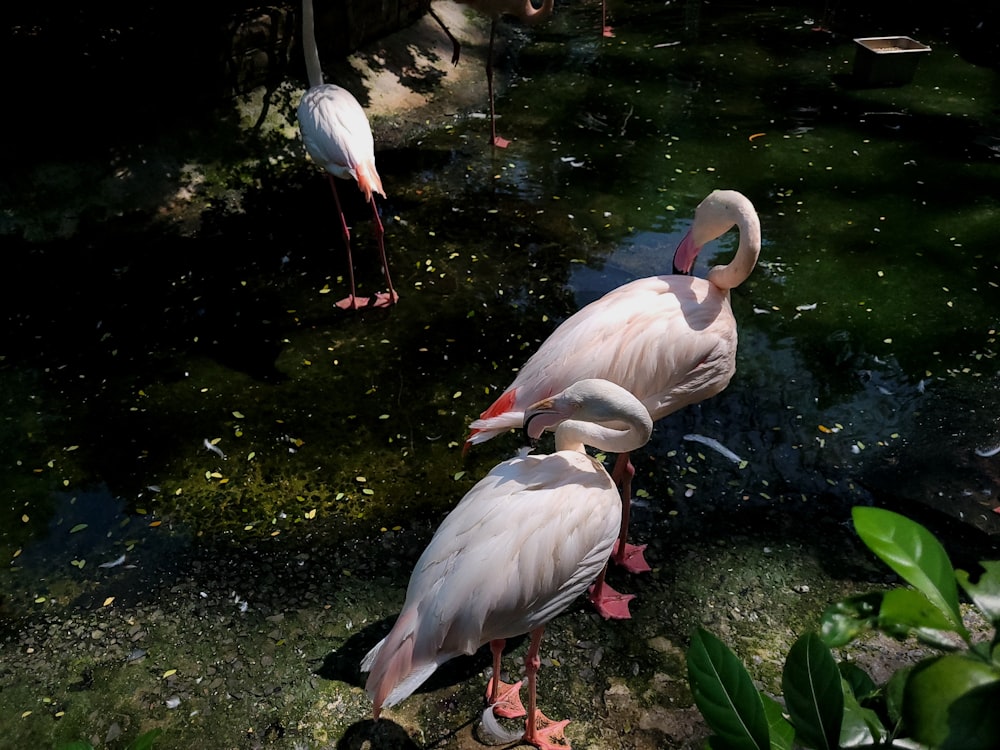 two flamingos standing next to each other near a body of water