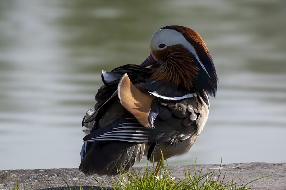 a duck sitting on the edge of a body of water