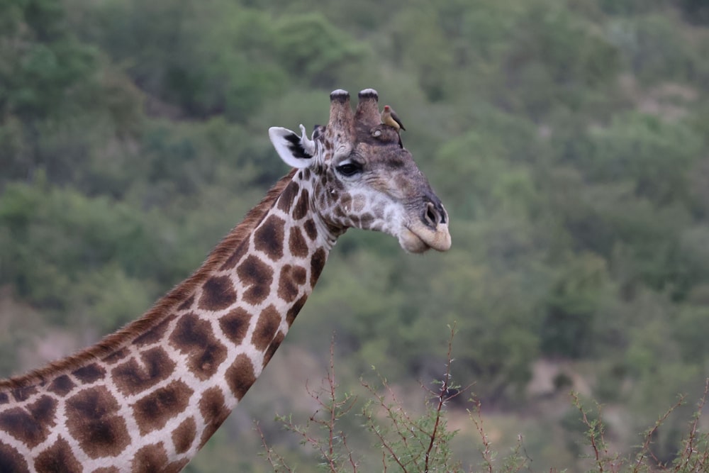 a giraffe standing next to a lush green forest