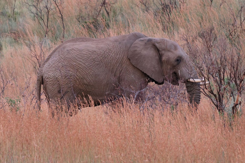 an elephant is walking through the tall grass