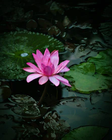 a pink water lily in a pond with lily pads