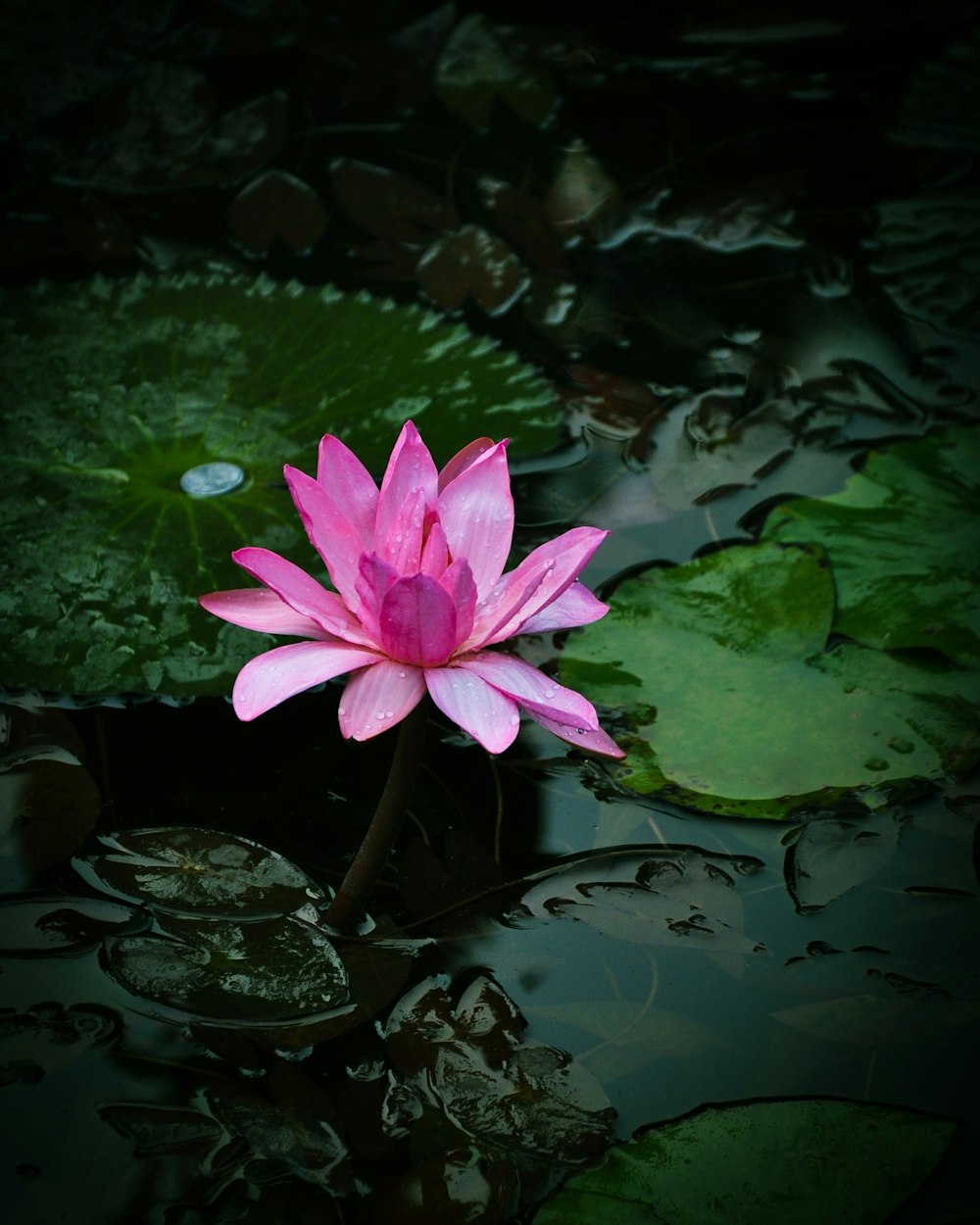 a pink water lily in a pond with lily pads