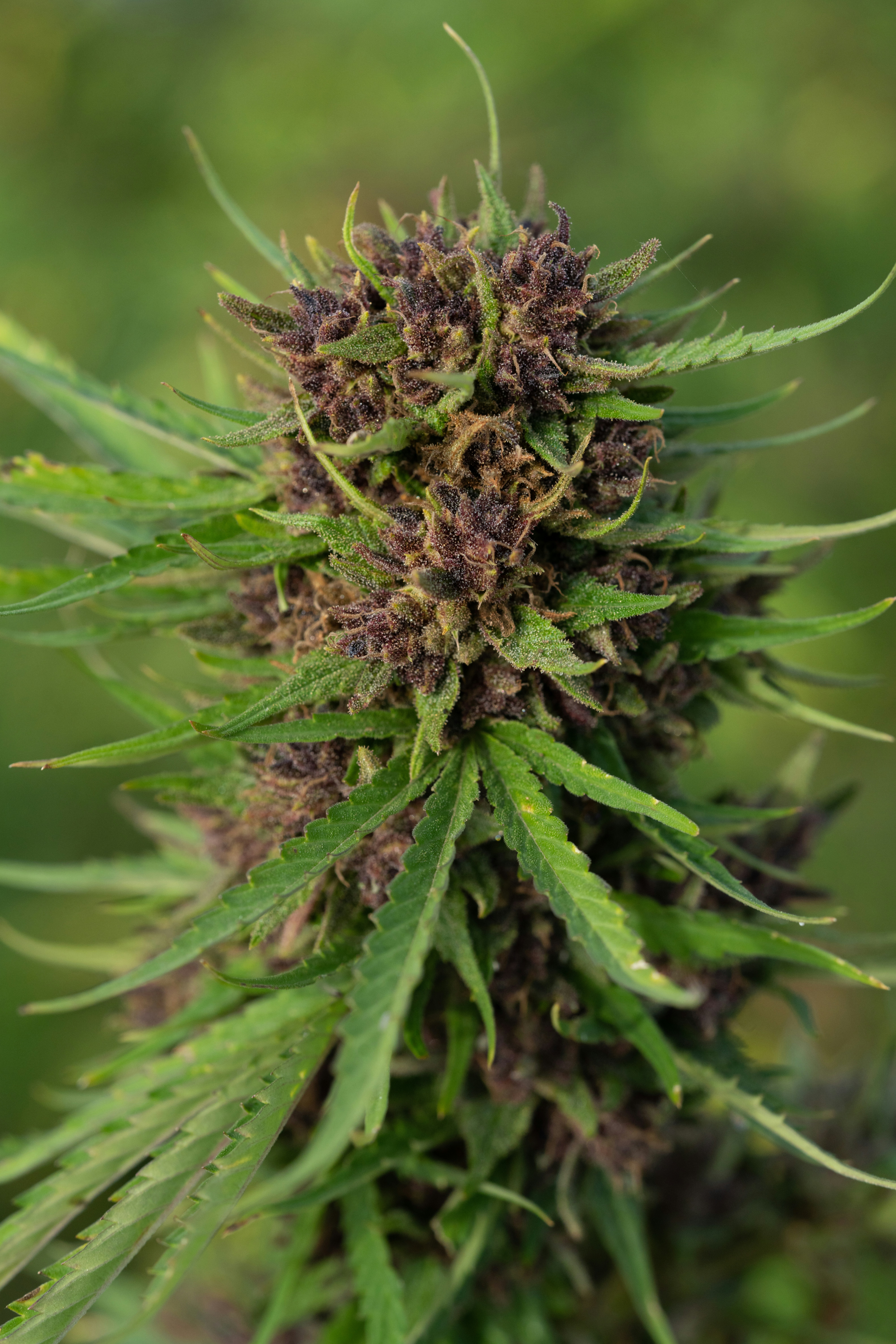 Photo by weedzard_cannabis