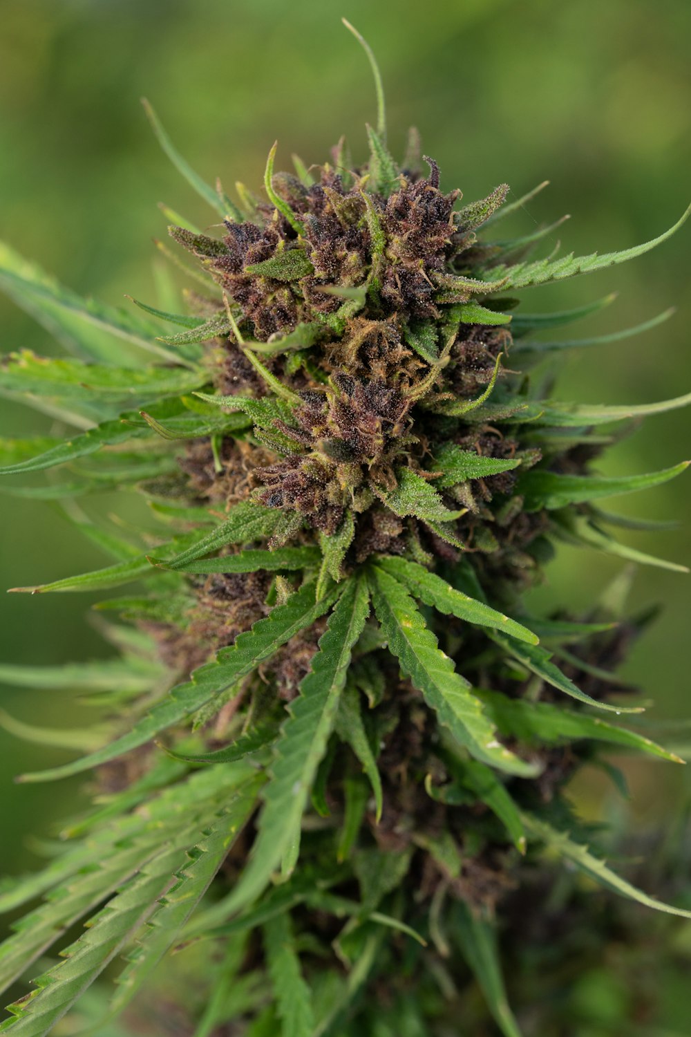 a close up of a large green plant