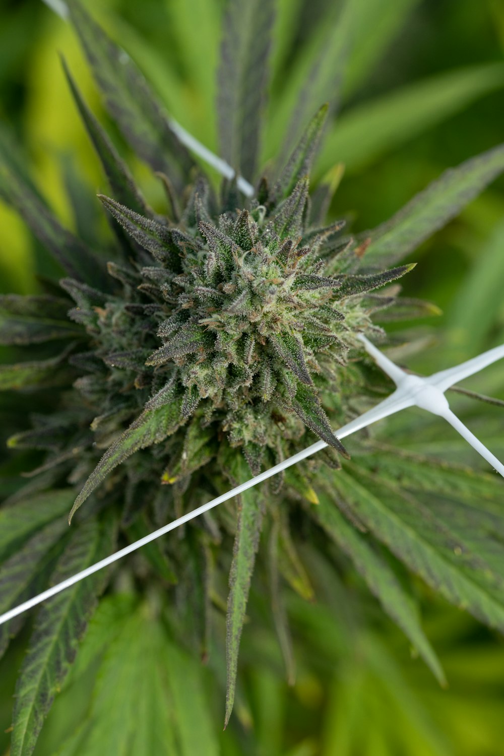 a close up of a large green plant