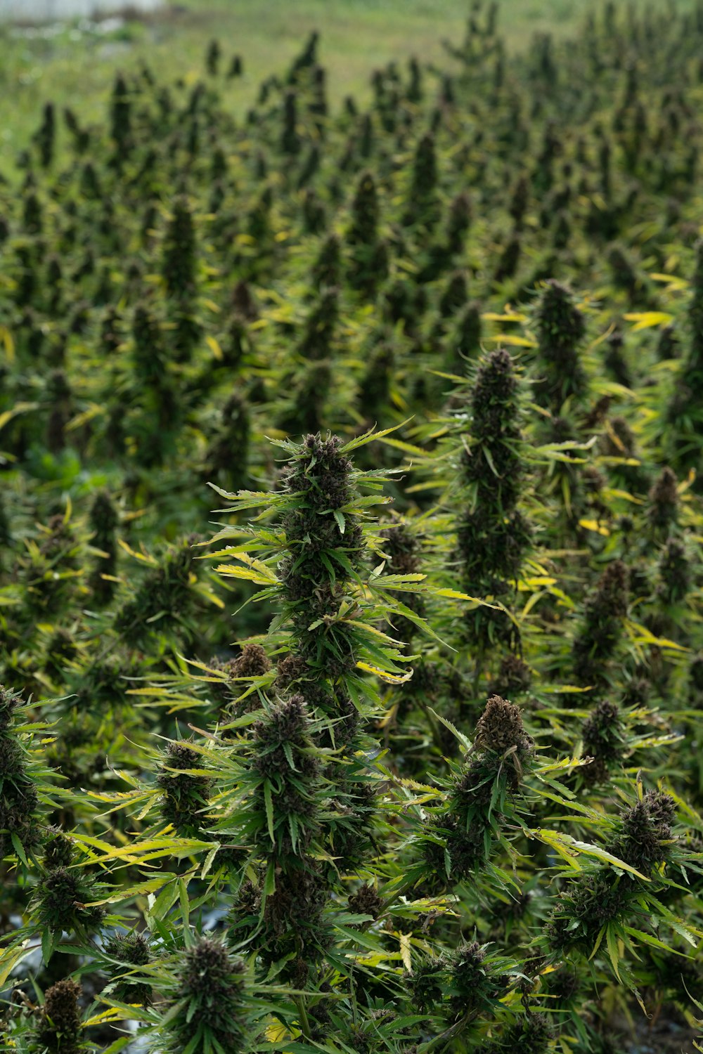 a large field of green plants in the middle of a field