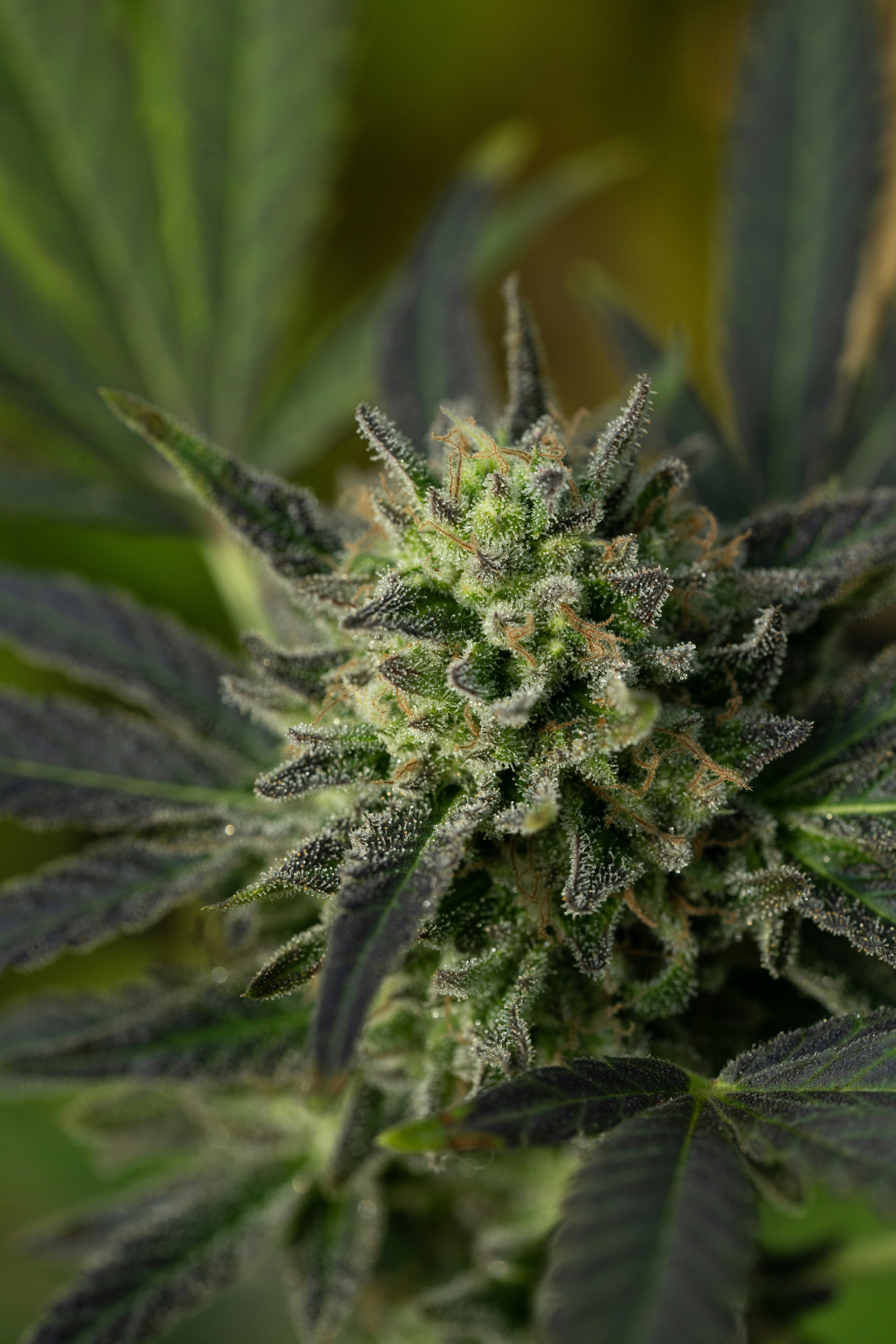 Photo by weedzard_cannabis