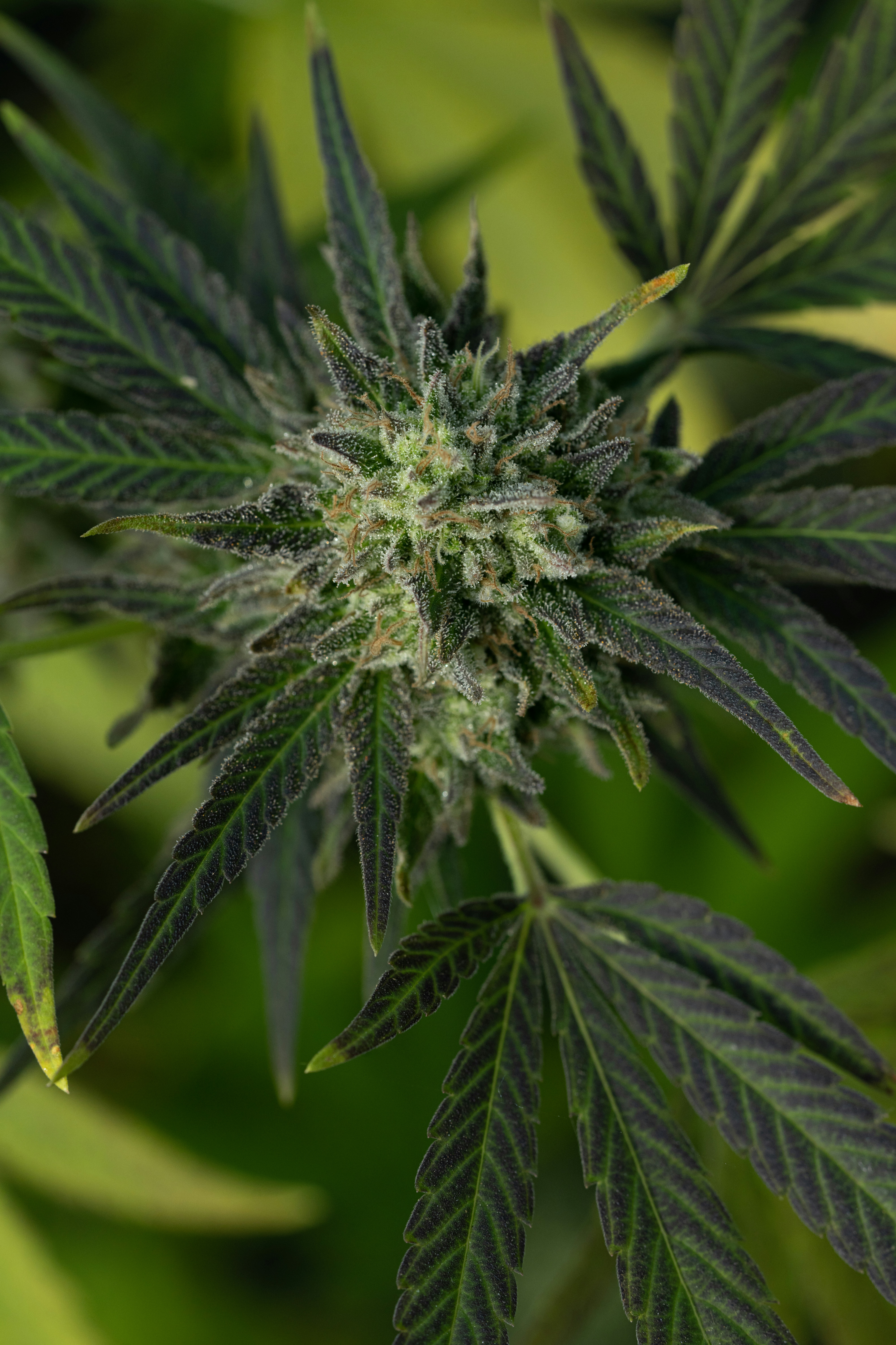 Photo by weedzard_cannabis