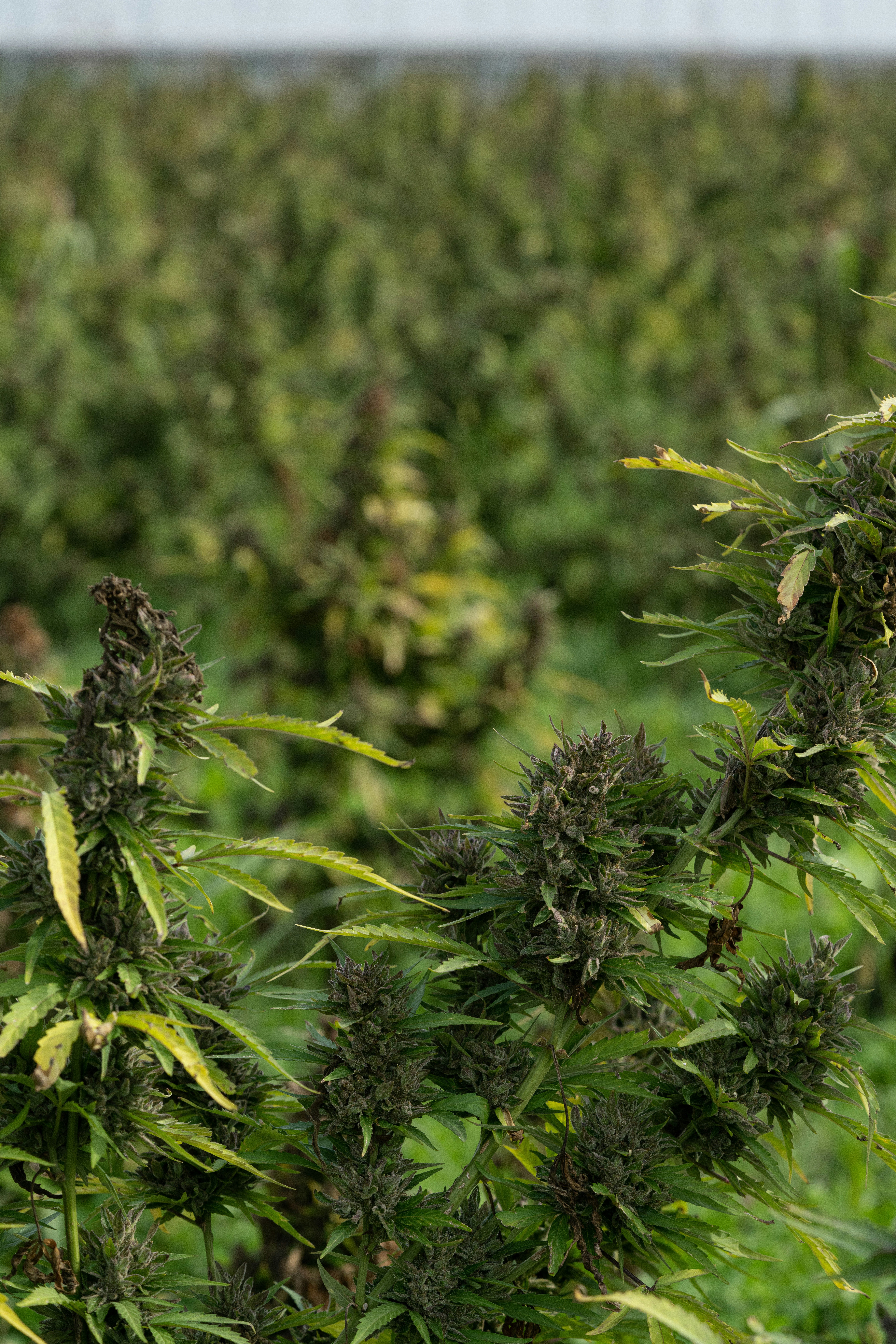 Photo by weedzard_cannabis