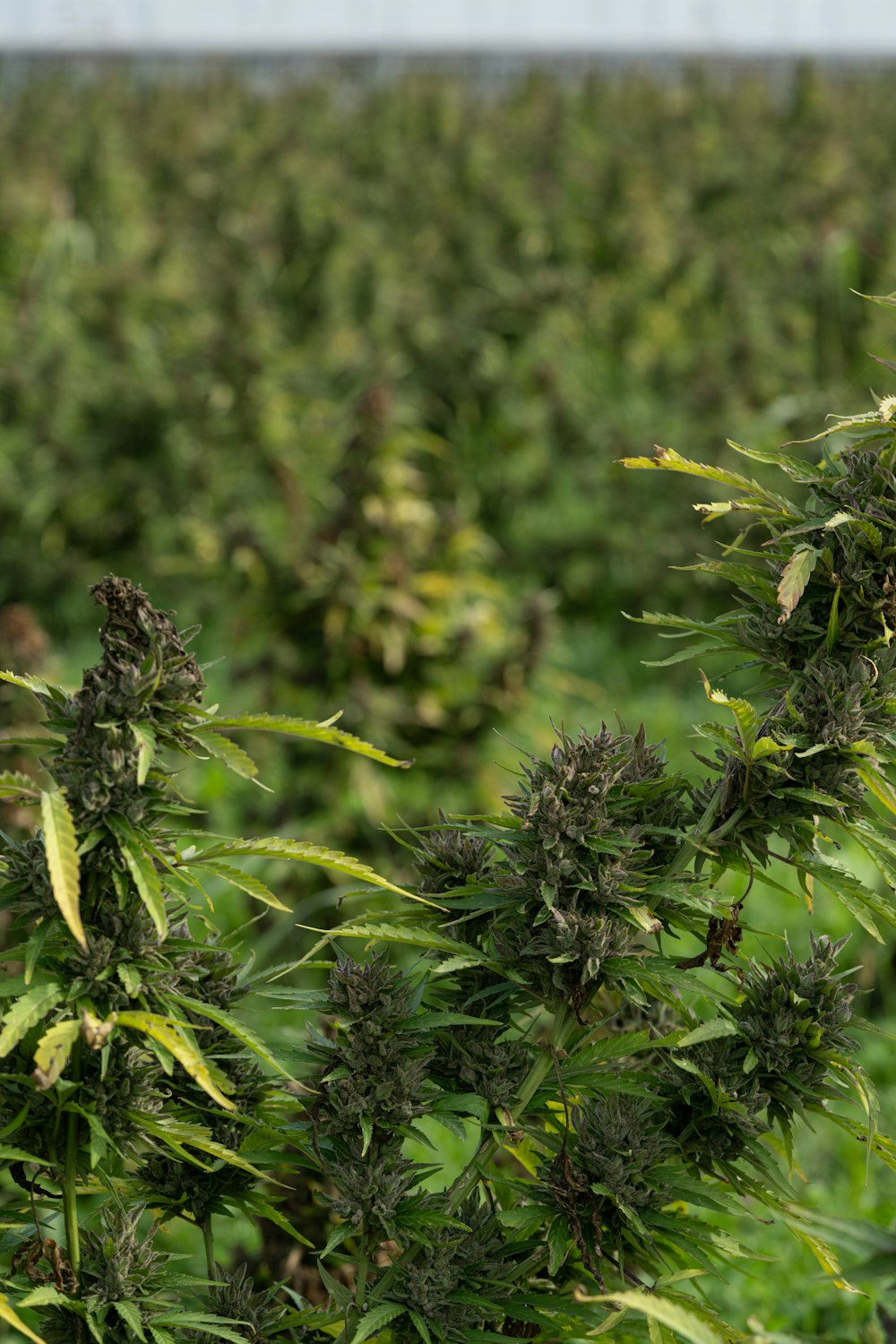 a field full of green plants with lots of leaves