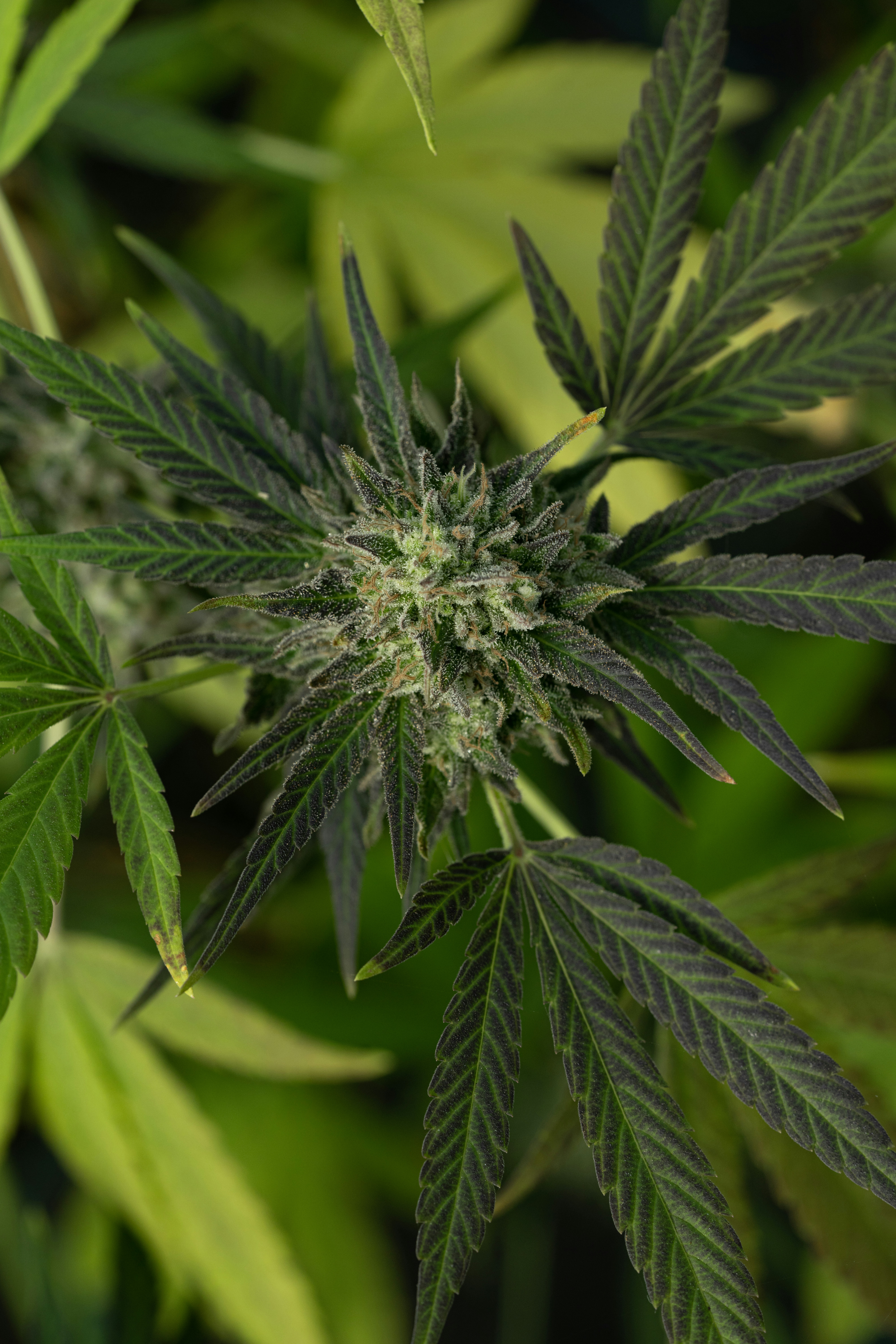 Photo by weedzard_cannabis