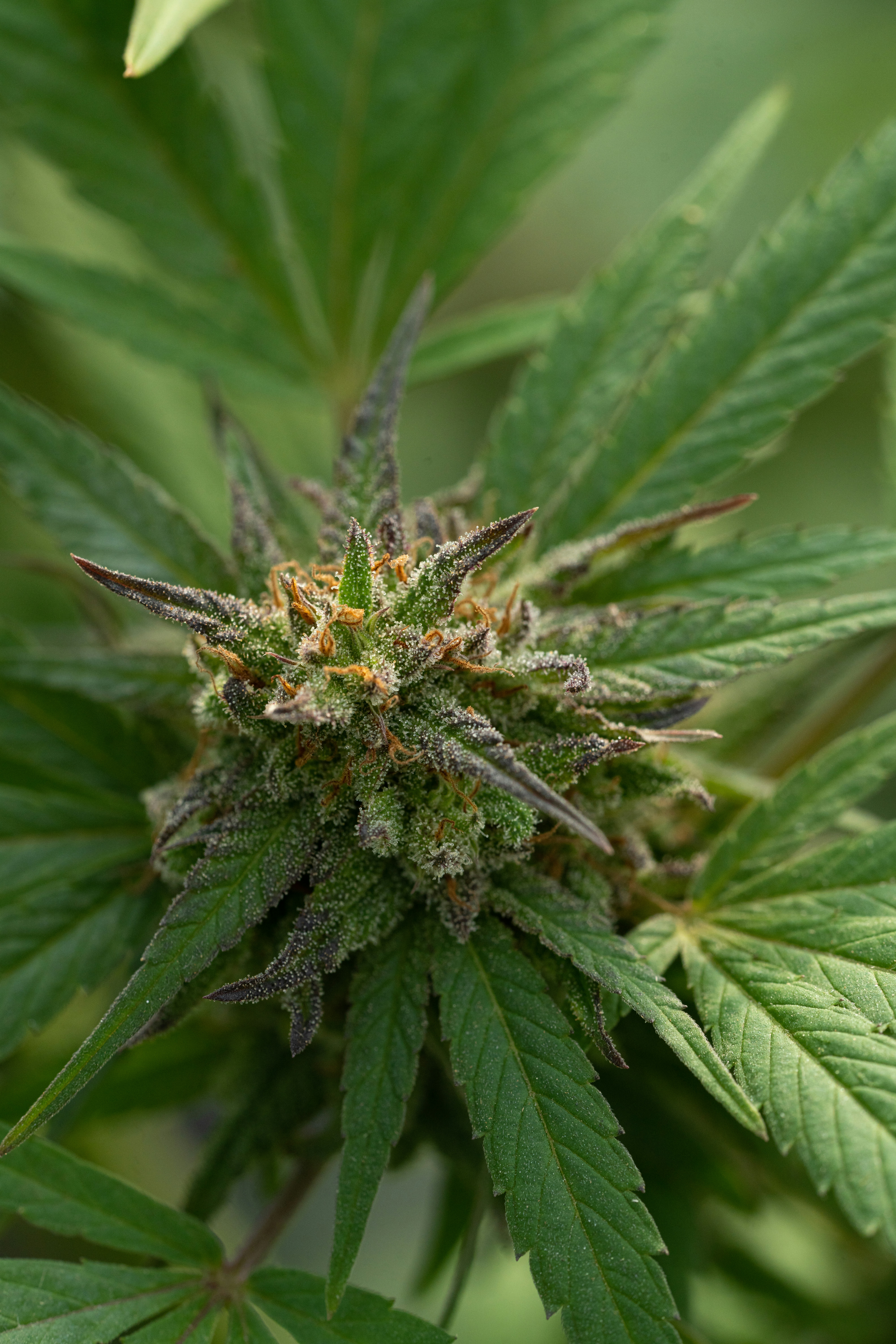 Photo by weedzard_cannabis