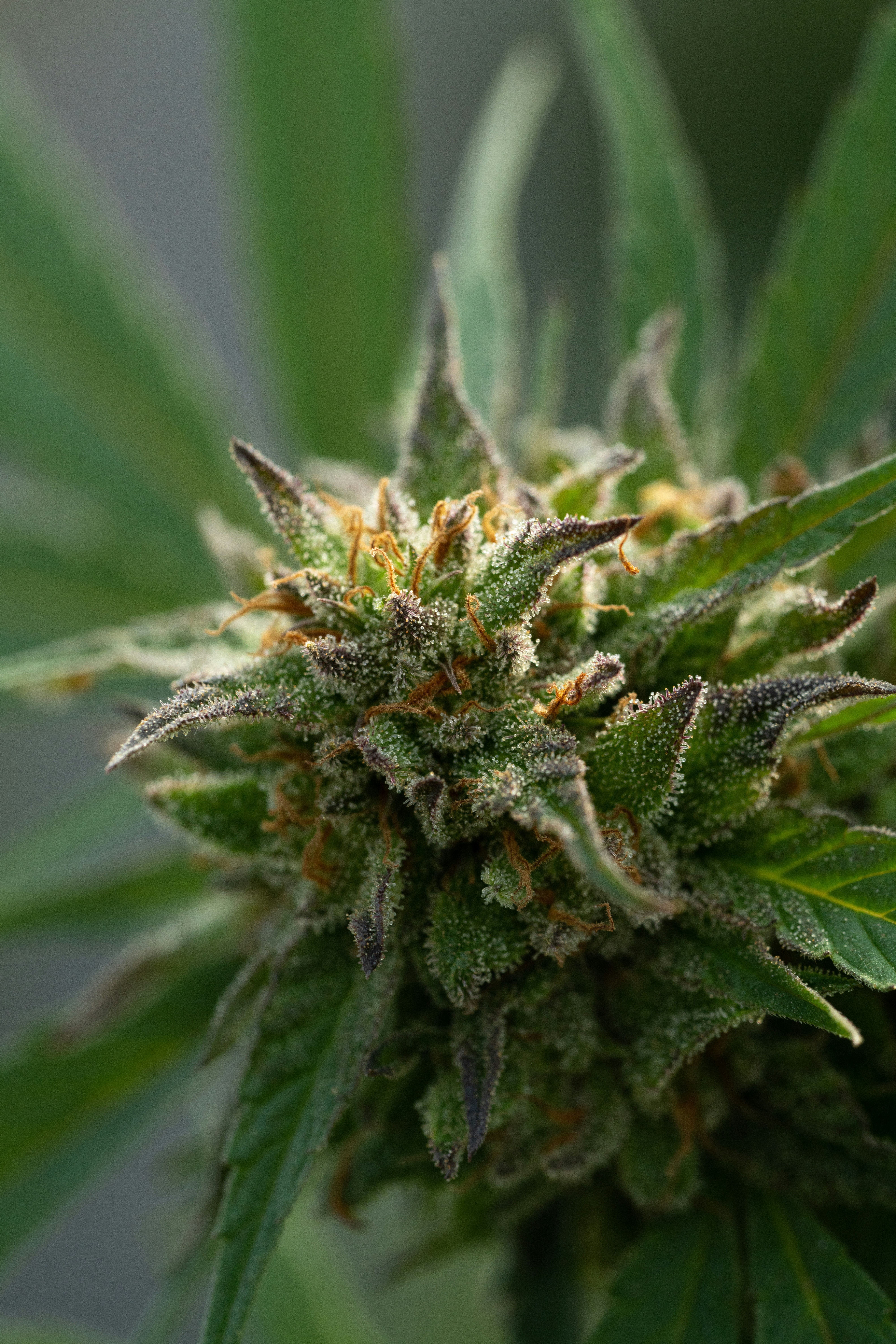 Photo by weedzard_cannabis