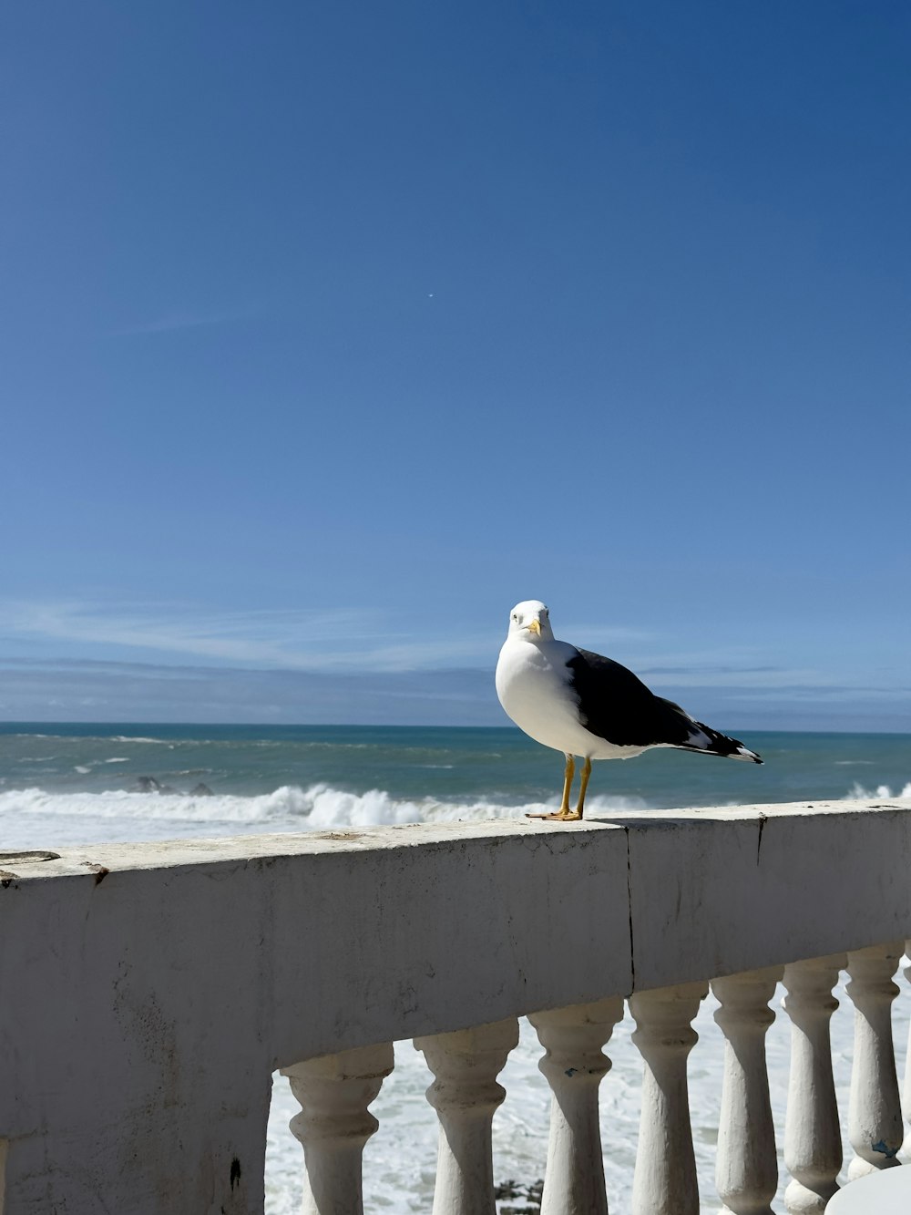 a seagull sitting on a railing near the ocean