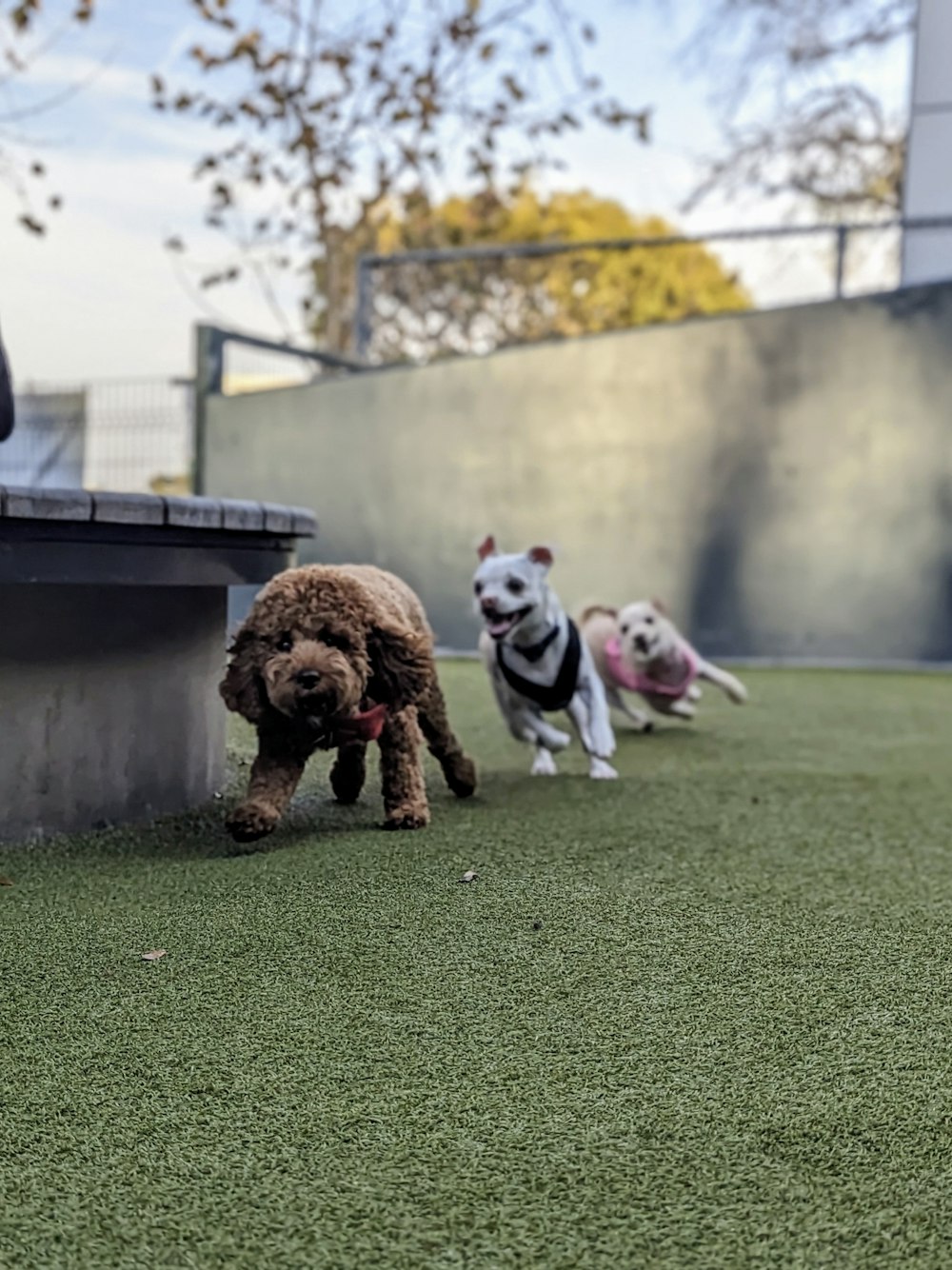 a group of dogs running on a grass covered field