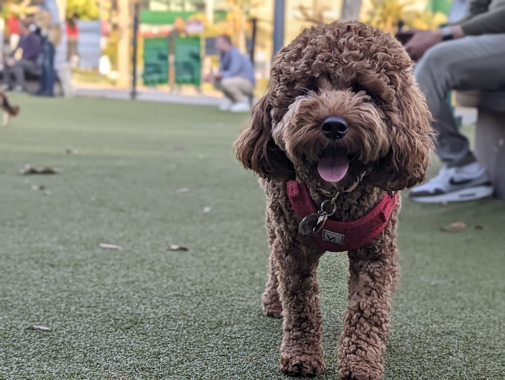 a brown dog standing on top of a lush green field