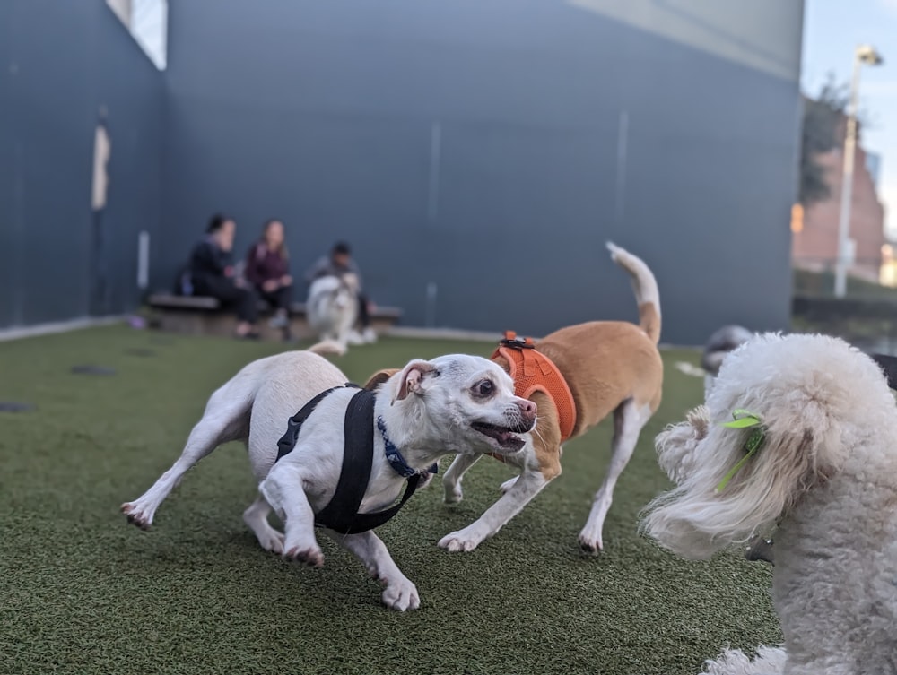 a group of dogs playing with each other