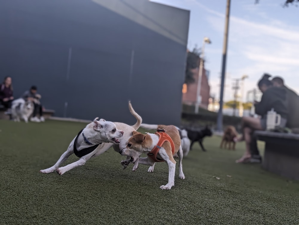 a couple of dogs that are standing in the grass