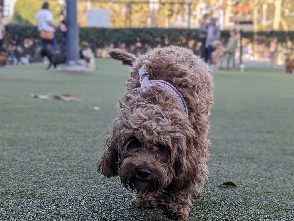 a brown dog walking across a lush green field