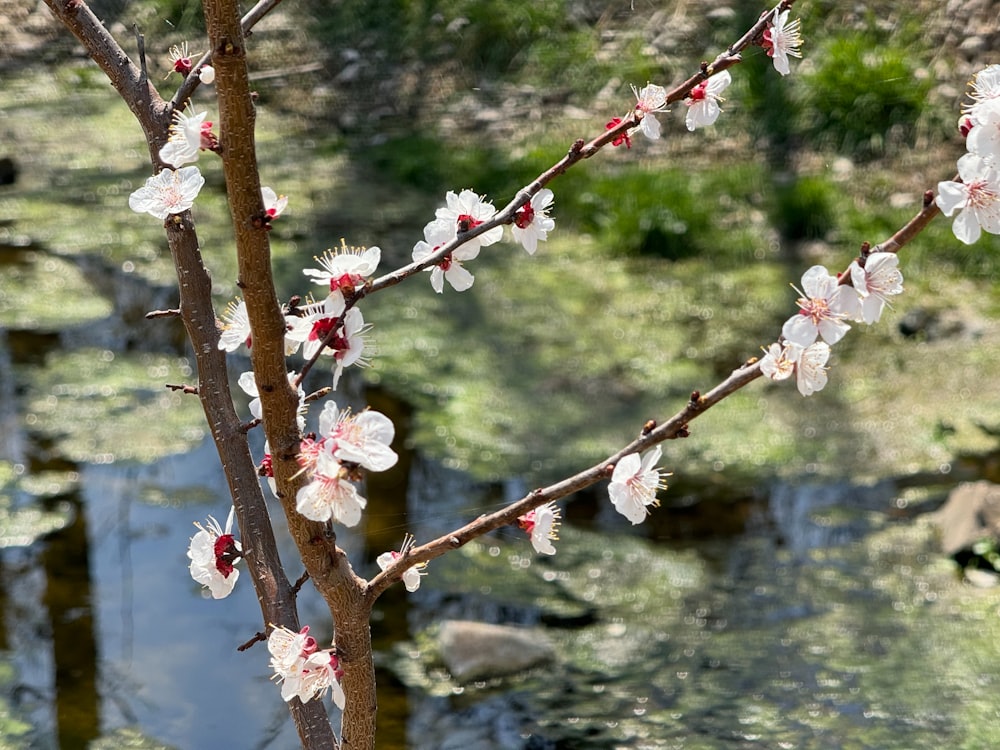 a small tree with white flowers next to a body of water