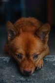 dogAdvisor | dogadvisor | dog advisor |dogAdvisor.dog