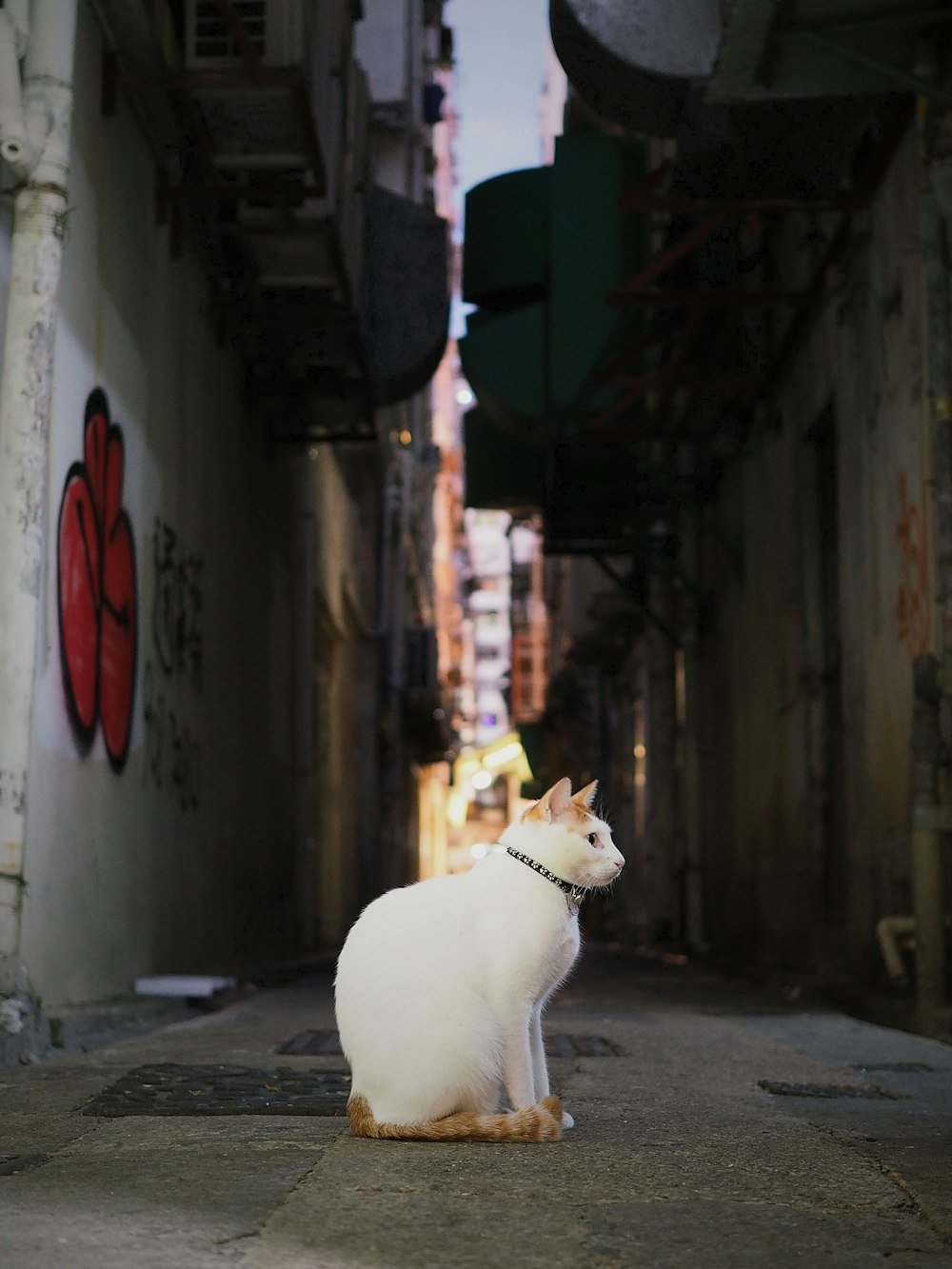 a white cat sitting on the ground in an alley