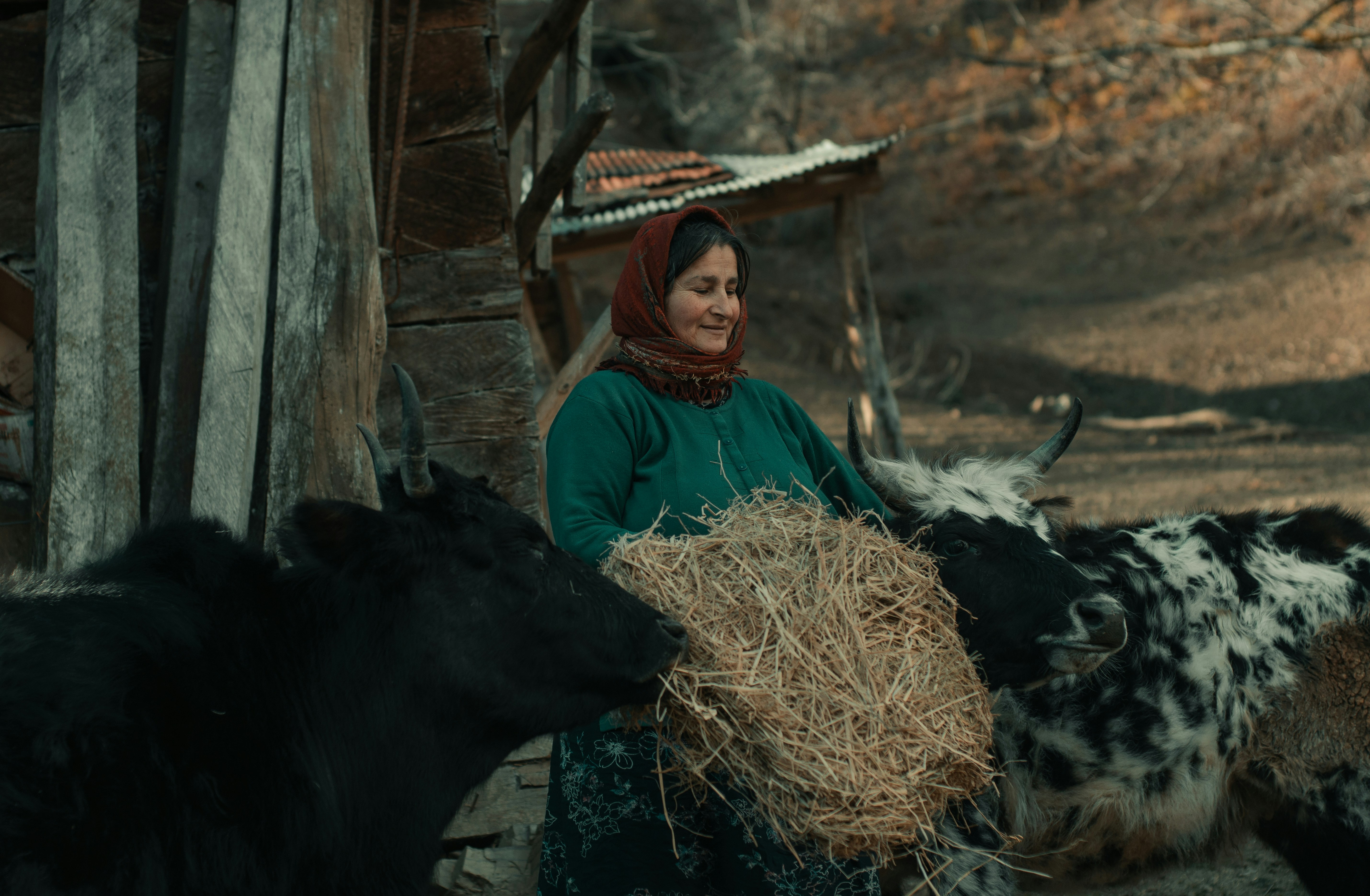 a woman standing next to a herd of cows