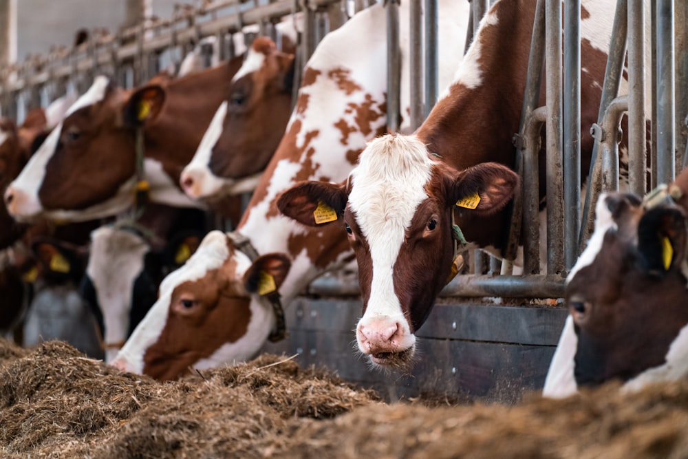 a group of brown and white cows standing next to each other