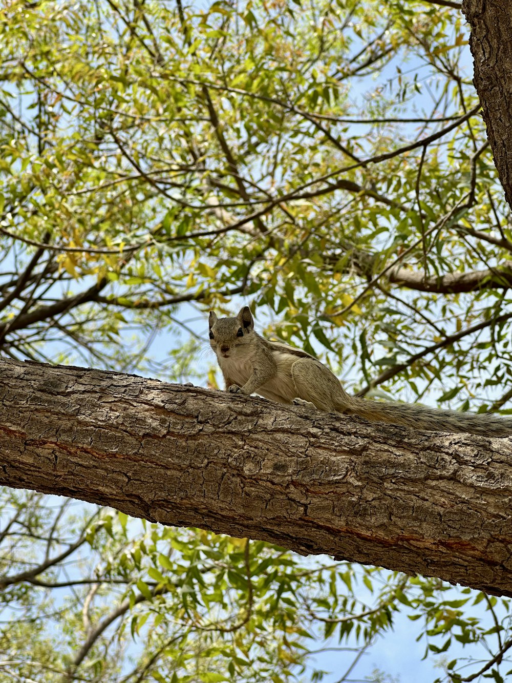 Ein Eichhörnchen sitzt auf einem Ast eines Baumes